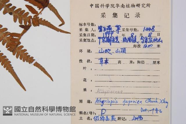 假蹄蓋蕨藏品圖，第2張