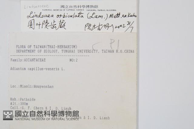 圓葉陵齒蕨藏品圖，第2張