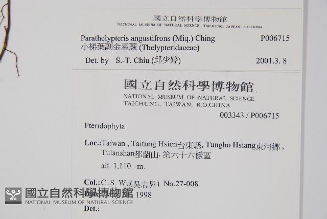 小梯葉副金星蕨藏品圖，第2張