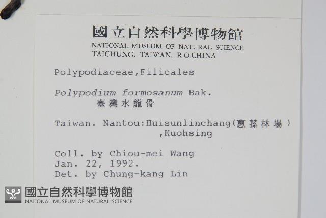 臺灣水龍骨藏品圖，第2張