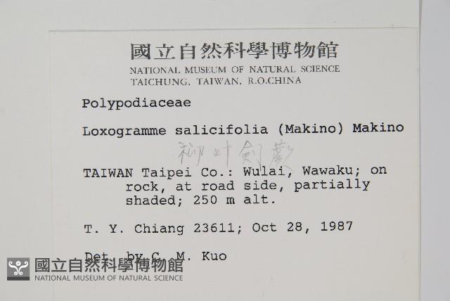 柳葉劍蕨藏品圖，第2張