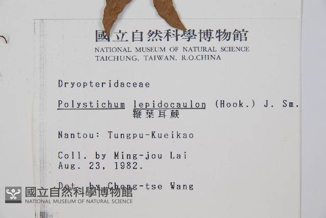 鞭葉耳蕨藏品圖，第2張