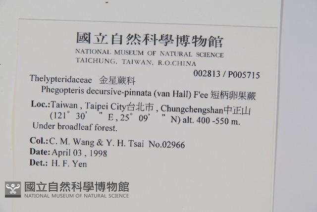 翅軸假金星蕨、短柄卵果蕨藏品圖，第2張
