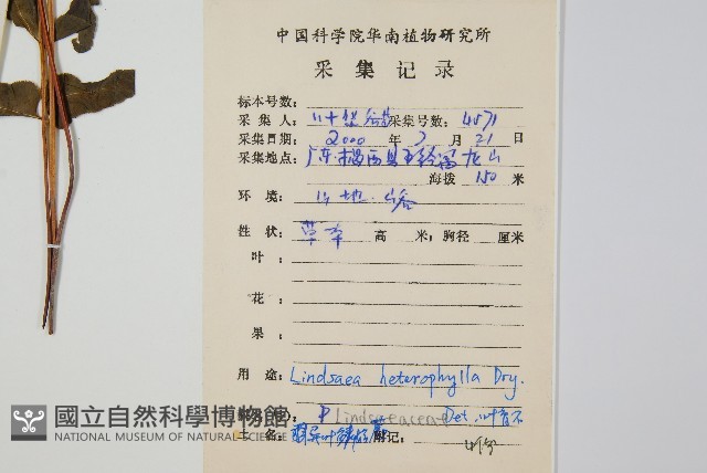異葉鱗始蕨藏品圖，第2張
