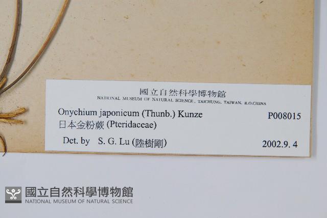 日本金粉蕨藏品圖，第2張