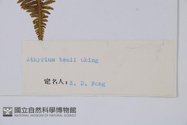 希陶蹄蓋蕨藏品圖，第2張