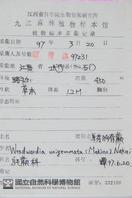 生芽狗脊蕨、頂芽狗脊蕨藏品圖，第2張