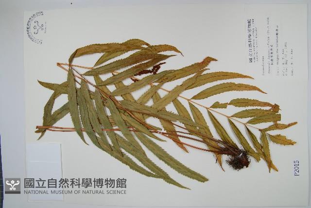 粗齒革葉紫萁藏品圖，第1張