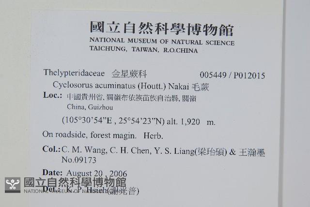 毛蕨藏品圖，第2張