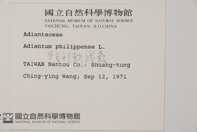 半月形鐵線蕨藏品圖，第2張