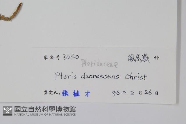 多羽鳳尾蕨藏品圖，第2張