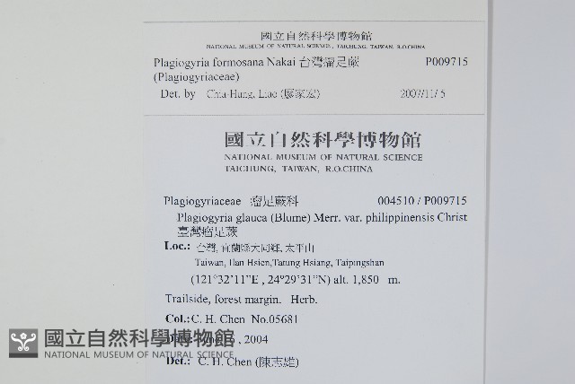 台灣瘤足蕨藏品圖，第2張