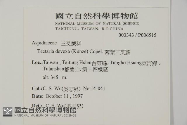 薄葉三叉蕨藏品圖，第2張
