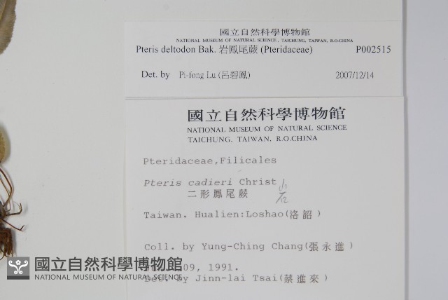 岩鳳尾蕨藏品圖，第2張
