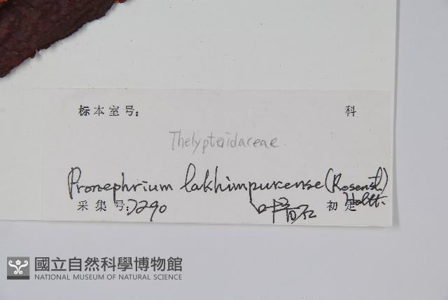 紅色新月蕨藏品圖，第2張