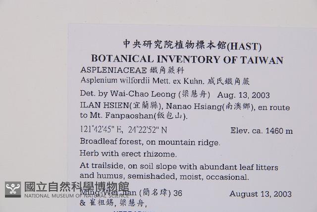 威氏鐵角蕨藏品圖，第2張