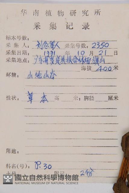 闊葉短腸蕨藏品圖，第5張