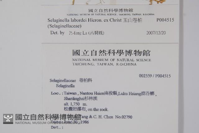 玉山卷柏藏品圖，第2張