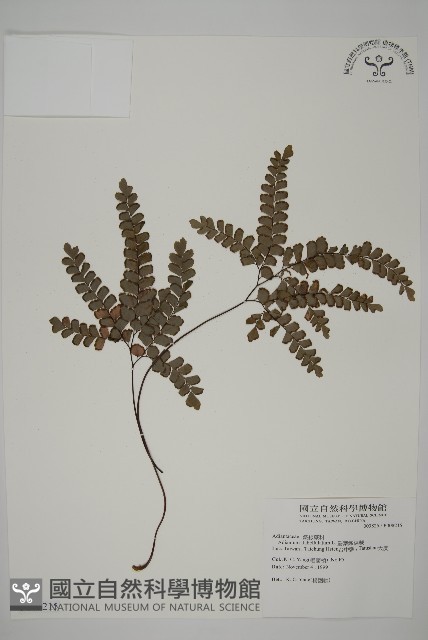 扇葉鐵線蕨藏品圖，第1張
