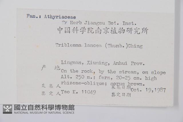 單葉雙蓋蕨藏品圖，第2張