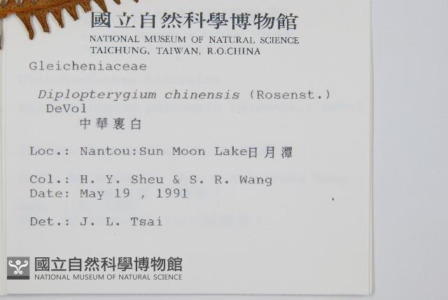 中華裡白藏品圖，第2張