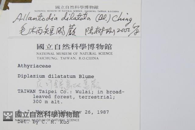 毛柄短腸蕨藏品圖，第2張