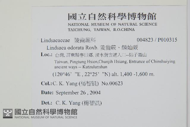 陵齒蕨、鱗始蕨藏品圖，第2張