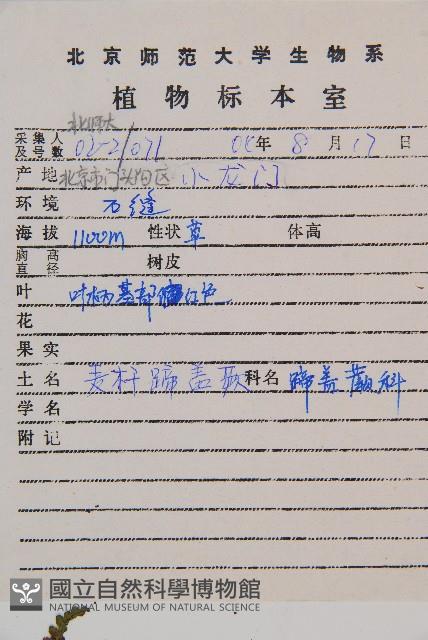 麥稈蹄蓋蕨藏品圖，第2張