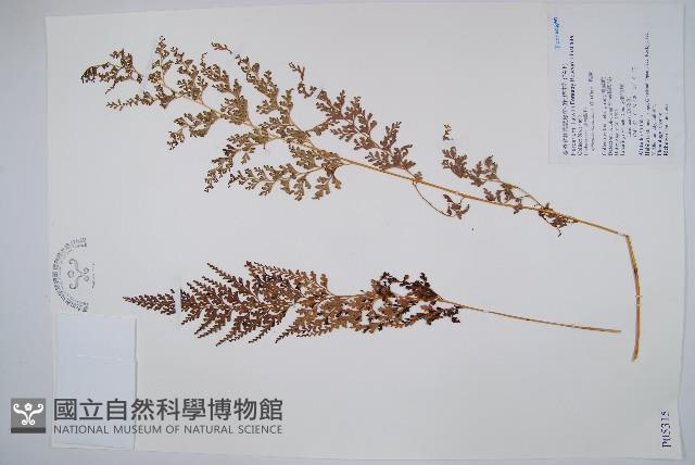 烏蕨藏品圖，第1張