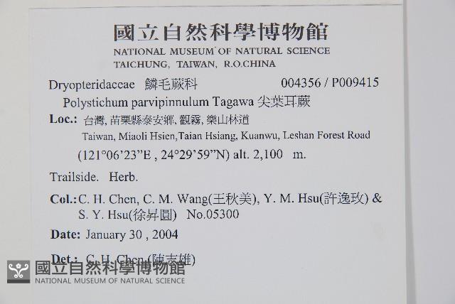 尖葉耳蕨藏品圖，第2張