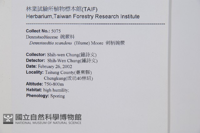 刺柄碗蕨藏品圖，第2張