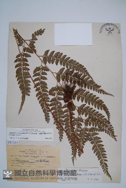 斜方複葉耳蕨藏品圖，第1張