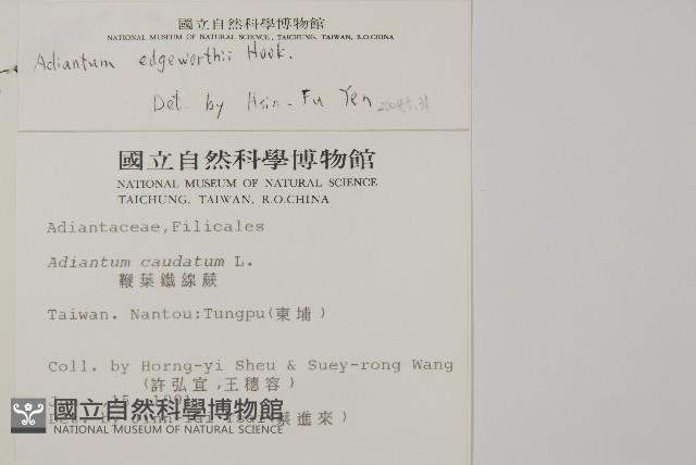 愛氏鐵線蕨藏品圖，第2張