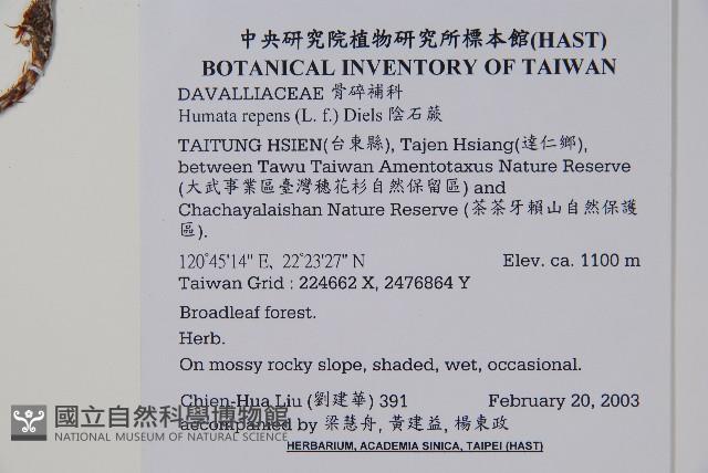 陰石蕨藏品圖，第2張