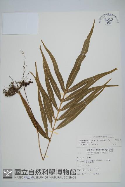 大線蕨藏品圖，第1張