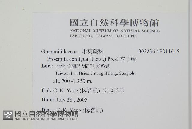 穴子蕨藏品圖，第2張