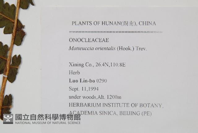 東方莢果蕨藏品圖，第2張