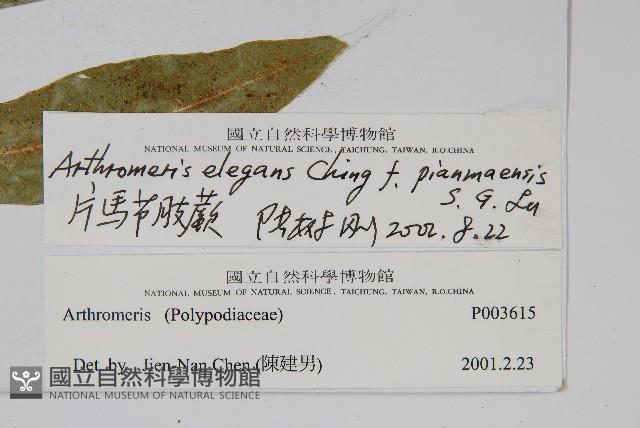 片馬節肢蕨藏品圖，第2張