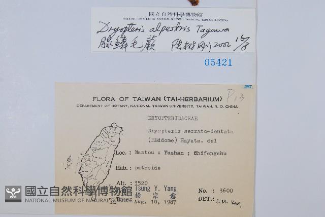 腺鱗毛蕨藏品圖，第2張