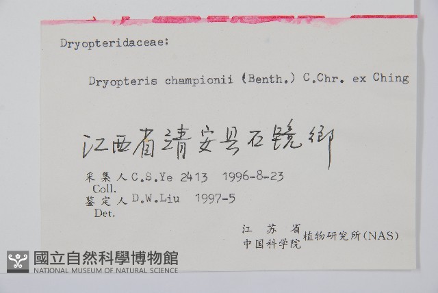 闊鱗鱗毛蕨藏品圖，第2張