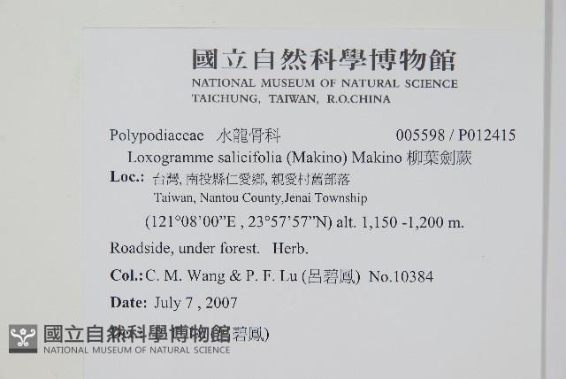 柳葉劍蕨藏品圖，第2張