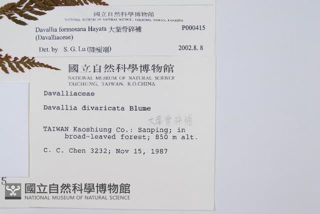 大葉骨碎補、台灣骨碎補、骨碎補藏品圖，第2張