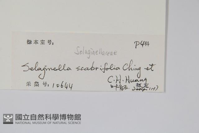 糙葉卷柏藏品圖，第2張