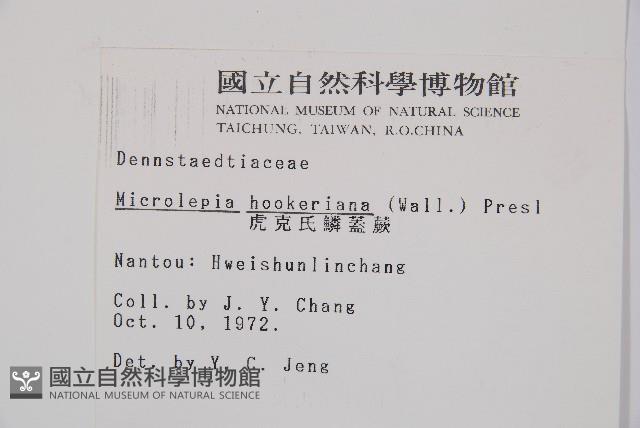 虎克氏鱗蓋蕨藏品圖，第2張