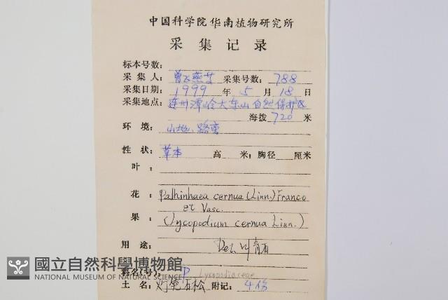 燈龍草藏品圖，第2張