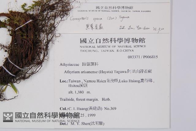 黑葉貞蕨藏品圖，第2張