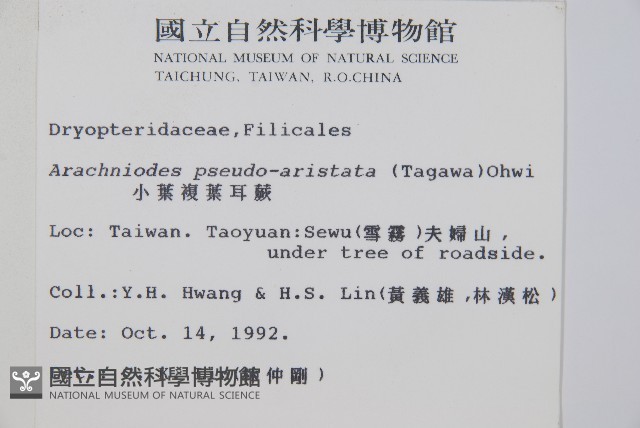 小葉複葉耳蕨藏品圖，第5張