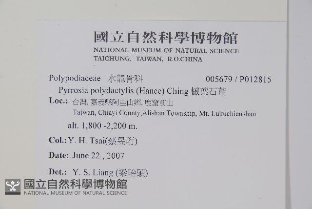 槭葉石葦藏品圖，第2張