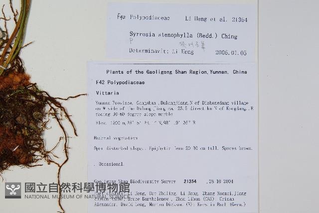 狹葉石葦藏品圖，第2張