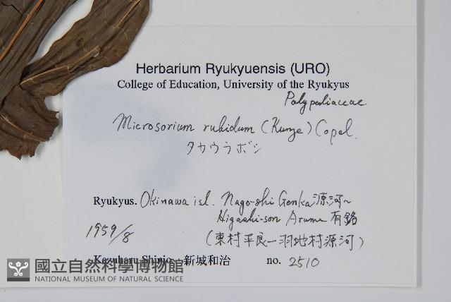 長葉星蕨藏品圖，第2張